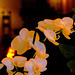 ... orchid by night ...