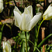 tulpen wit