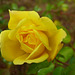 Rosa amarilla, rose jaune