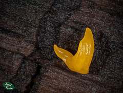 266/366: Goldfish Tail...No...Orange Jelly Fungus!