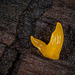 266/366: Goldfish Tail...No...Orange Jelly Fungus!
