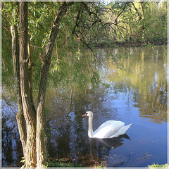 Weißer Schwan / white swan