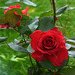rose rosse per voi