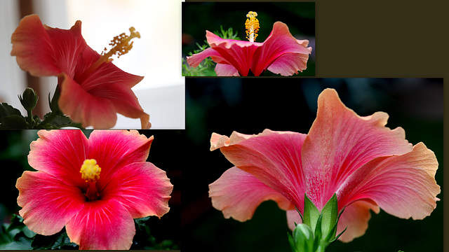 Petit montage de la fleur d'hibiscus