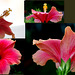 Petit montage de la fleur d'hibiscus