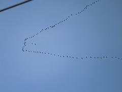 Migrating snow geese