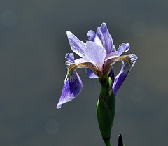 iris versicolor v2 DSC 5765