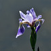 iris versicolor v2 DSC 5765