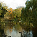 Autumnal pond
