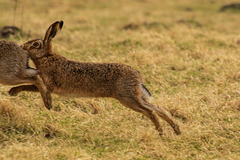 Brown Hare too close!
