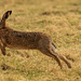 Brown Hare too close!