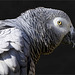 Grey parrot - Portrait en profile