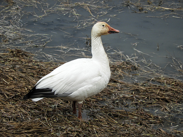 Day 8, Snow Goose / Anser caerulescens