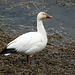 Day 8, Snow Goose / Anser caerulescens