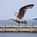 Seagull May set (12)