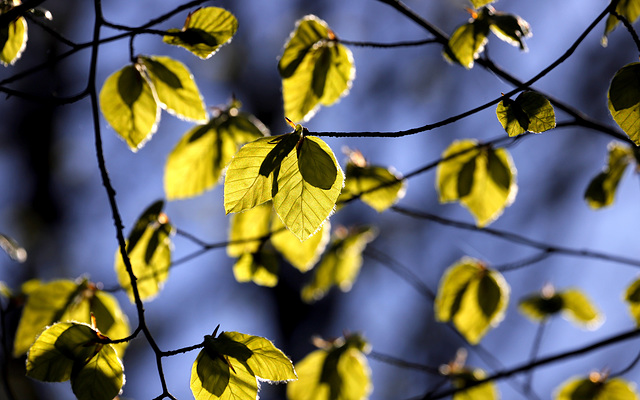 Hêtre en feuilles
