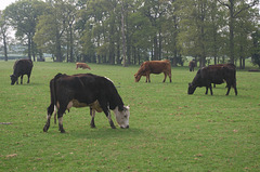 Quiet pastures in Cheshire