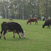 Quiet pastures in Cheshire