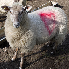 lamb lamb