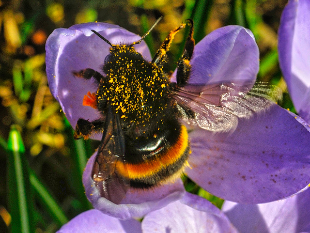 Hummel (Bumblebee)