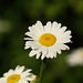 Ox-eye daisy (Leucanthemum vulgare)
