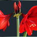 Amaryllis (Hippeastrum, Ritterstern). In voller Blüte, Tag 7. In full bloom, Day 7. ©UdoSm
