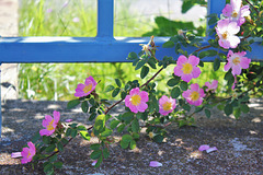 Rosa rubiginosa sur une clôture bleue