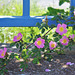 Rosa rubiginosa sur une clôture bleue