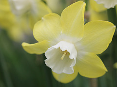 Jonquilla Daffodils