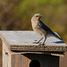 Mountain Bluebird protecting her nest box
