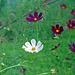 Cosmos in the green field