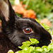 Dark chocolate bunny with milk chocolate eyes