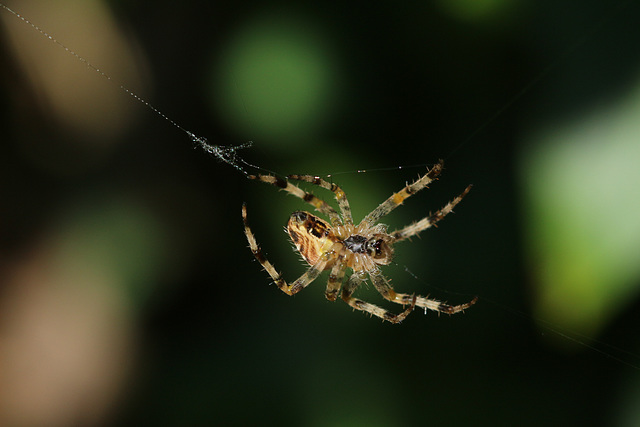Orb-Weaver Spider, Upper Cwmbran 27 August 2017