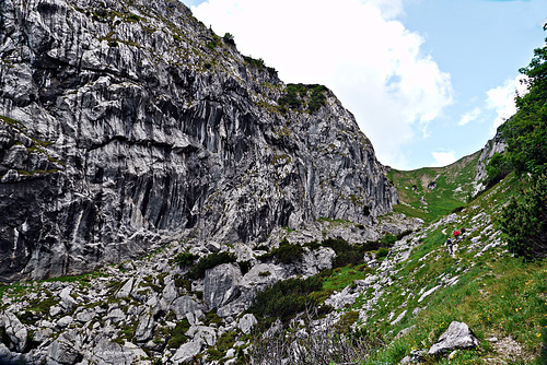 Schnittlauch auf der 'Schnittlauch-Alm'  1.850 m