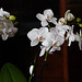 Kleine orchidee op tafel