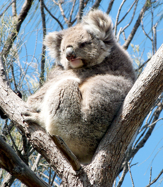 Koala Eyre Peninsula