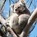 Koala Eyre Peninsula