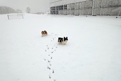 Loulou en Rocco in de sneeuw