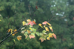 25/50 maple leaf, feuille d'érable