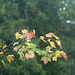 25/50 maple leaf, feuille d'érable