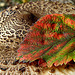 Mushroom-leaf Autumn