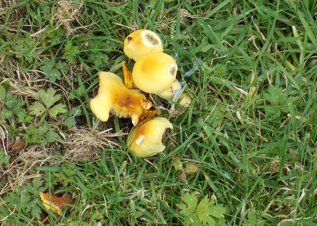 gdn - yellow fungi