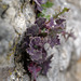 Sonchus asper, Serralha-de-espinho, Asteraceae, Marvão
