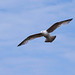 Seagull May set (21)