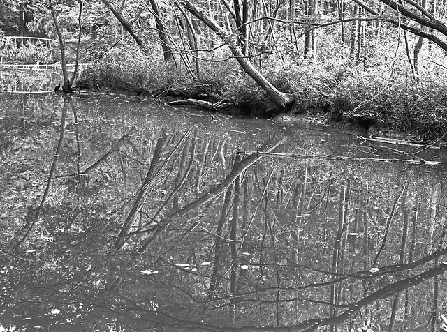Reflection in the pond