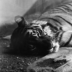 Bored Tiger - London Zoo 1982
