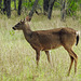 Day 5, White-tailed Deer, King Ranch