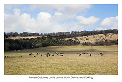 Belted Galloways on the North Downs - 5.3.2015