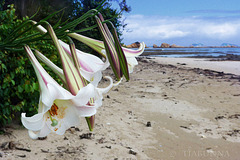 Taiwan lilies