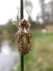 Insect exoskelaton